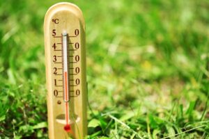Lawn care in Lexington SC