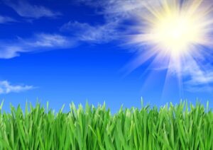 Lawn care services in Lexington SC