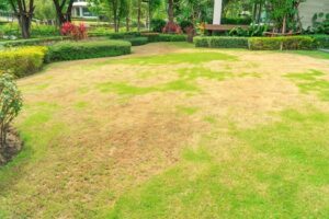 Lawn maintenance in Lexington SC