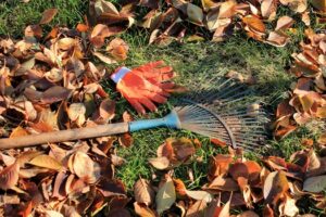 Fall lawn care in Lexington SC